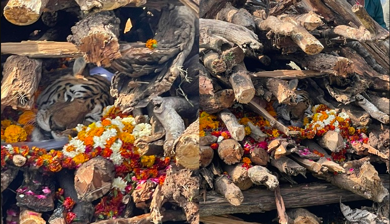 ‘सुपर मम’ बघिनीको मृत्यु