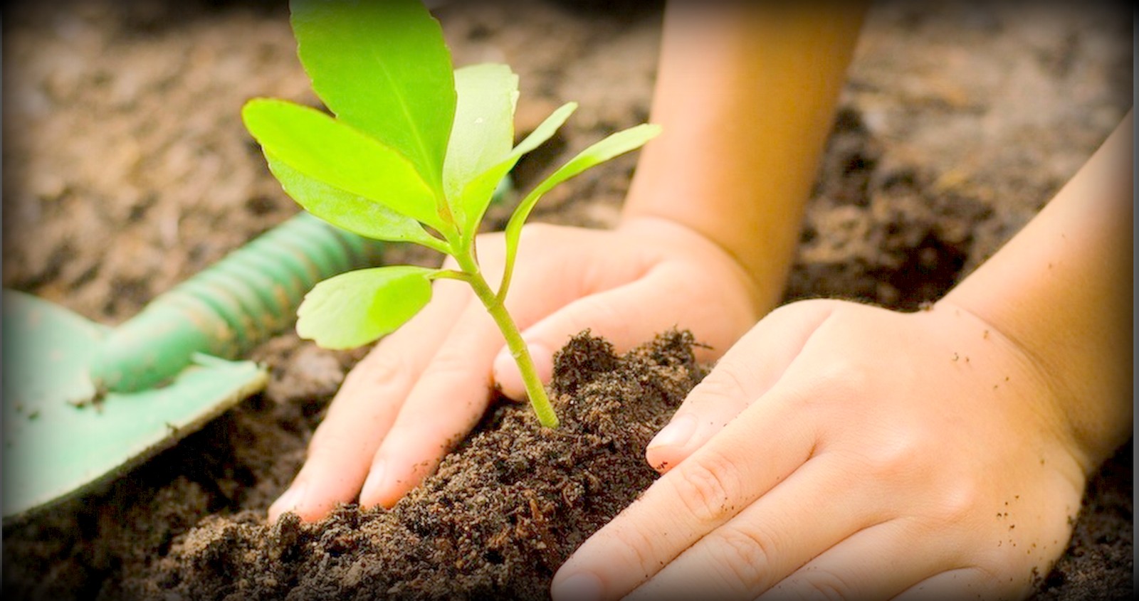 बिपीको ३९औँ स्मृतिमा वृक्षरोपण 