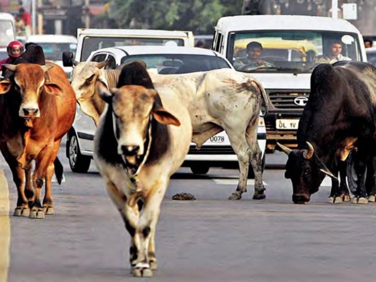 छाडा चौपायाका लागि ठूलो चुनौती बन्दै