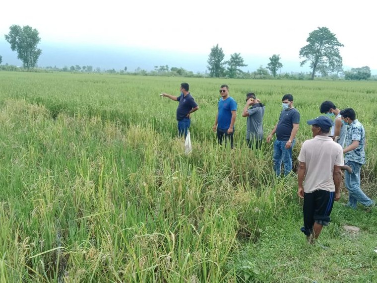 भारतबाट आएको हात्तीले धानबाली नष्ट 