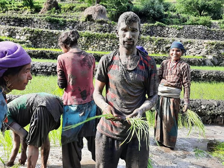 हुम्लामा ९० प्रतिशत रोपाइँ सम्पन्न 