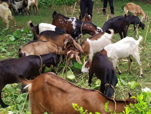 विदेश छाडेर गाउँमा बाख्रापालन 