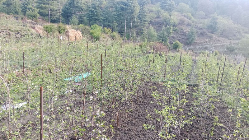 फुल्न थाले स्याउका बिरुवा