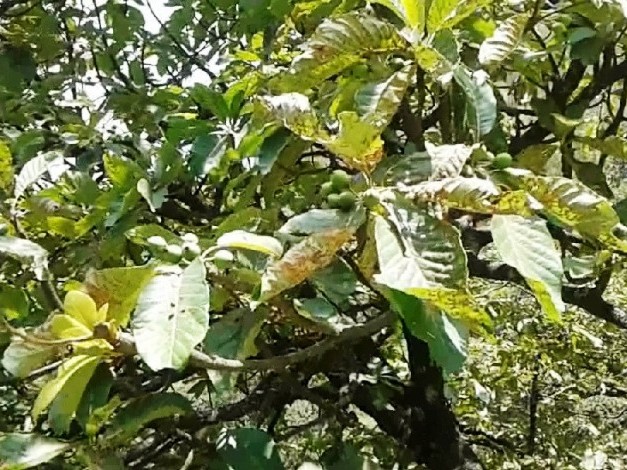 चिउरी, पैयूँ र दुदिलो नासिँदै जाँदा मौरीलाई चरन क्षेत्रको अभाव