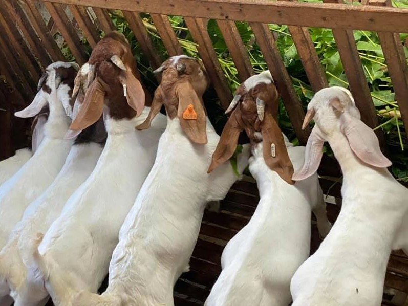 बाख्रापालनबाट व्यवसायबाट लाखौँ आम्दानी 