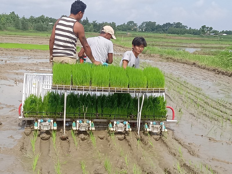 मेसिनबाट धान रोप्ने कार्यक्रम सम्पन्न 