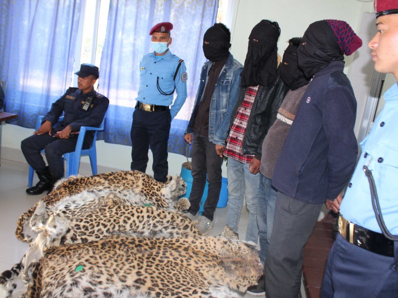 सुर्खेतमा चितुवाको छालासहित चारजना पक्राउ