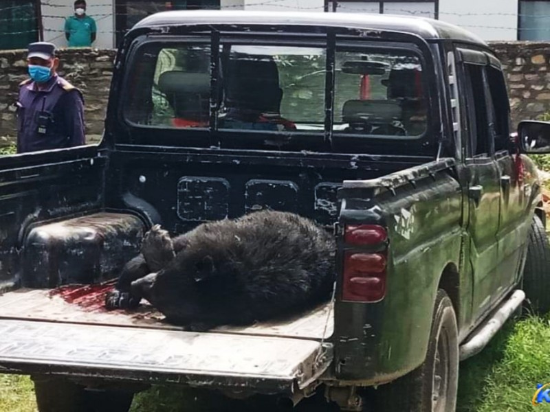 जुम्लामा मान्छेलाई आक्रमण गर्ने भालुलाई गोली हानेर यसरी मारियो  