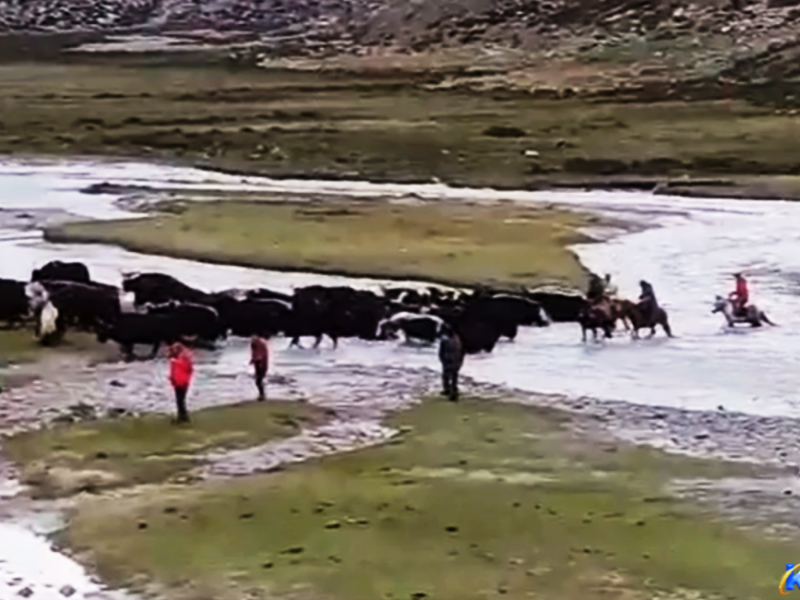 चौँरीका गोठ सार्न पुल नहुँदा खोला तर्नुपर्ने बाध्यता