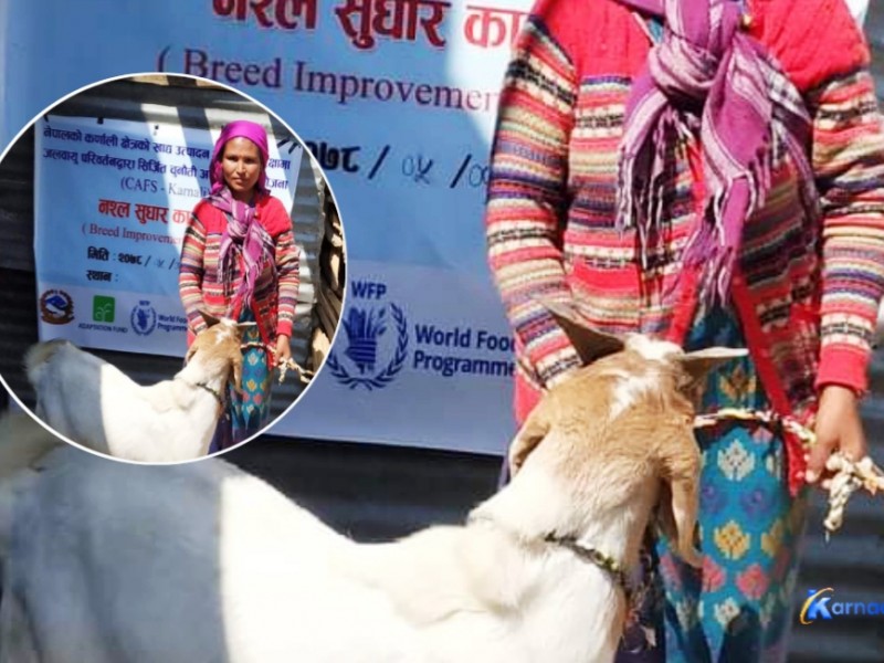 जुम्लाका किसानलाई उन्नत जातका भेडा  