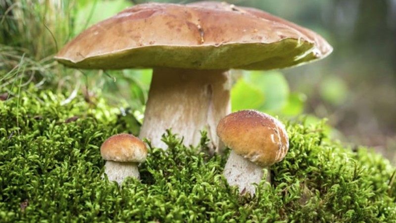 जुम्लामा जंगली च्याउ खाँदा एकै घरका पाँच जना बिरामी