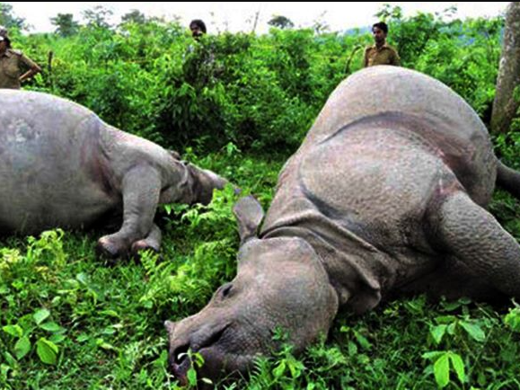 उन्नाइस गैँडा मरे