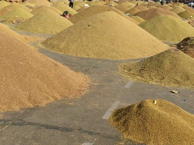 धान उत्पादन पाँच वर्षयताकै कम