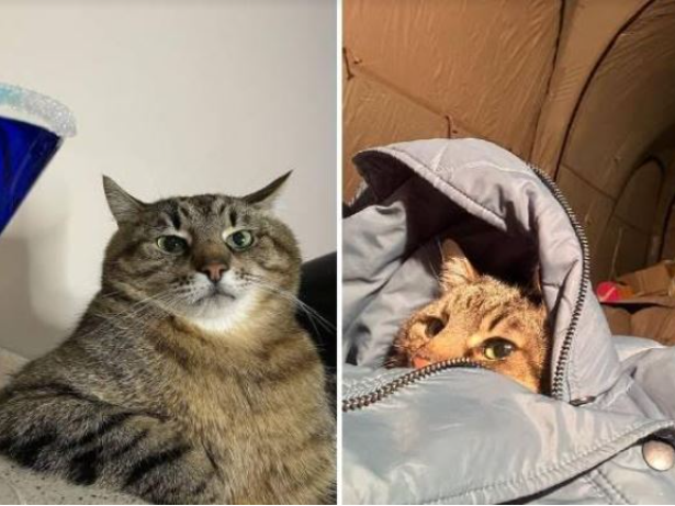 इन्टरनेटमा चर्चित बिरालोले युक्रेन छोड्यो