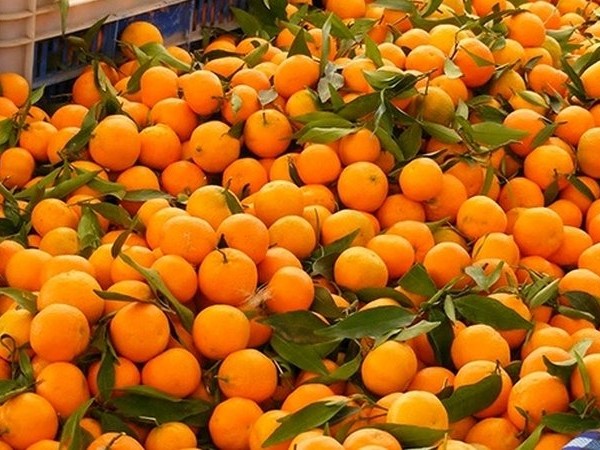 यस वर्ष सुन्तलाको उत्पादन बढ्यो