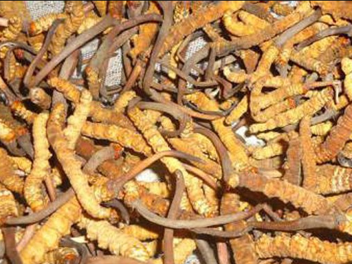 यो वर्ष ३७९ किलोग्राम यार्सागुम्बा निकासी