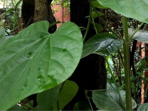 वनकाली उद्यानमा गुर्जो रोपण 