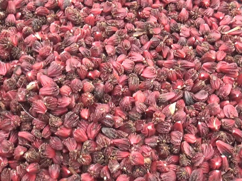 अलैँचीमा डढुवा लाग्यो, किसान चिन्तित