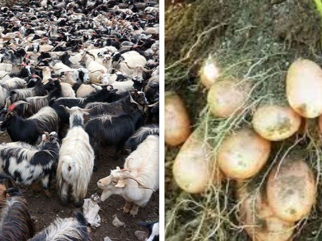 आलु र च्याङ्ग्रा जोन कार्यक्रम सुरु