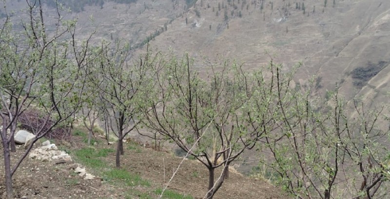 असिना पानीले जुम्लाको स्याउमा लाखौंको क्षति, किसान चिन्तित