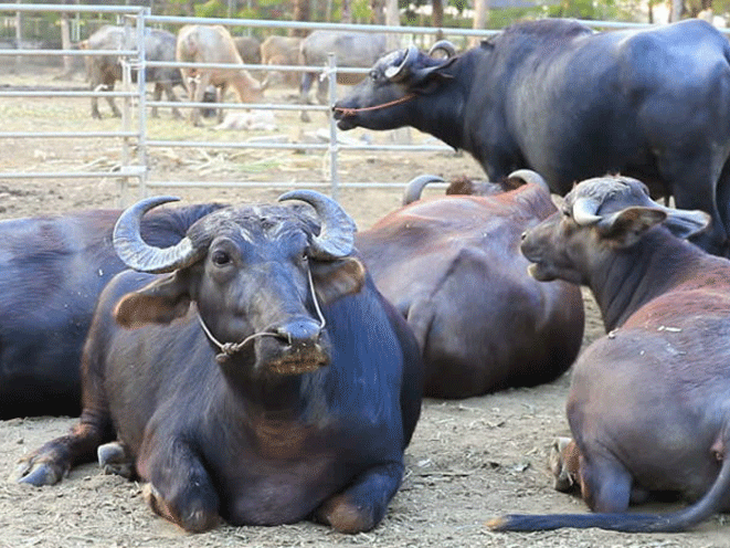 भारतीय चोरले लुटेका भैँसी सशस्त्र प्रहरीले फिर्ता ल्यायो 