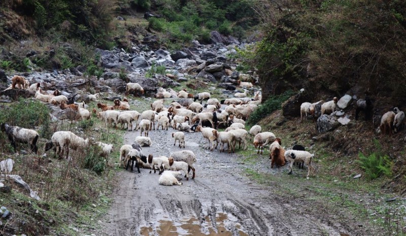 जुम्लामा १० करोड बढीका भेडा तथा खसीबोकाको कारोबार