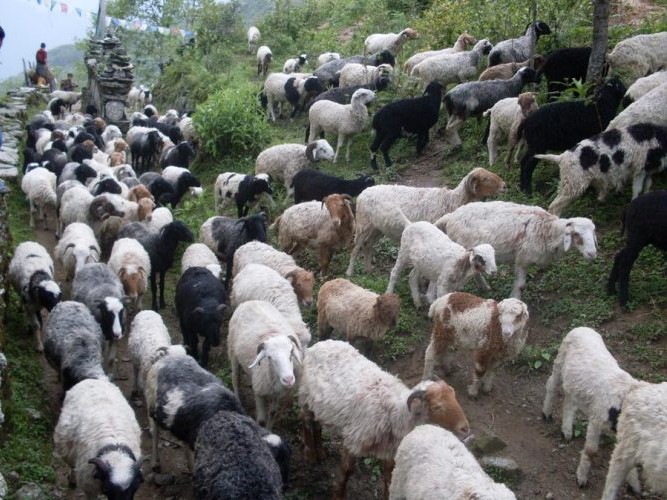 गोठालो भत्ता वितरणमा गुनासो, सूचना अभावले किसान वञ्चित