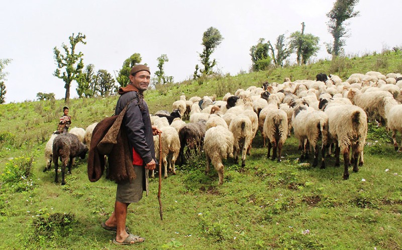 जुम्लाका दुई सय बढी भेडापालक किसानलाई गोठालो भत्ता वितरण
