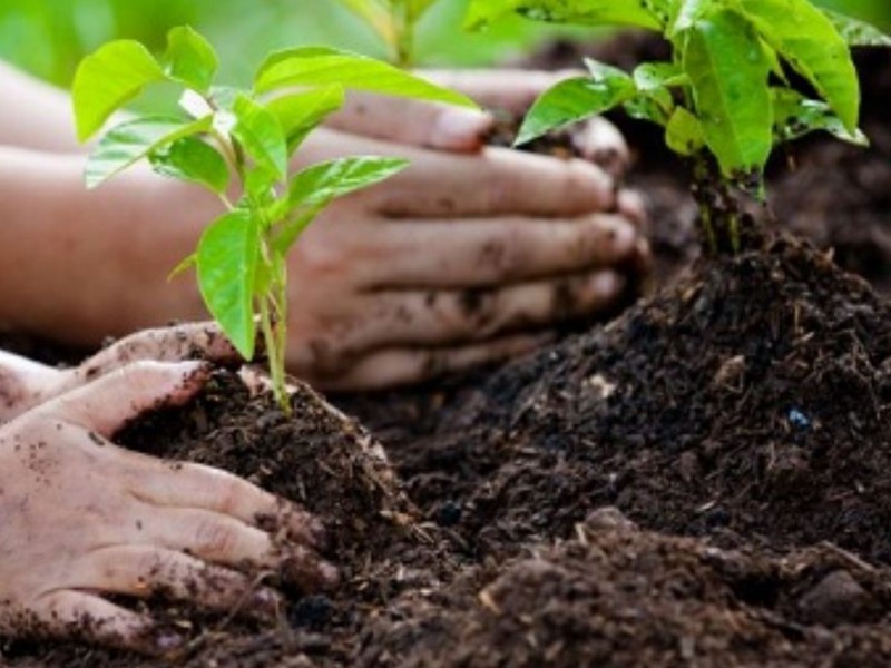 १९ प्रजातिका बिरुवा रोपियो