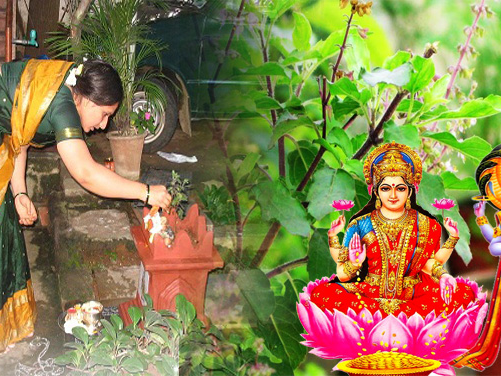 घर घरमा तुलसीको बिरुवा रोपेर एकादशी मनाइँदै 