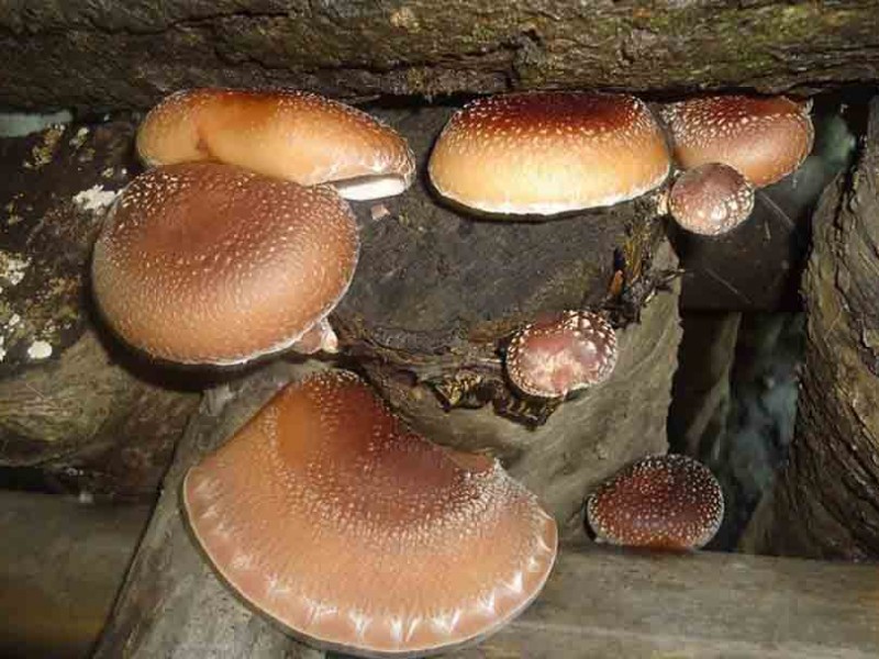 सिताके च्याउबाट मनग्य आम्दानी