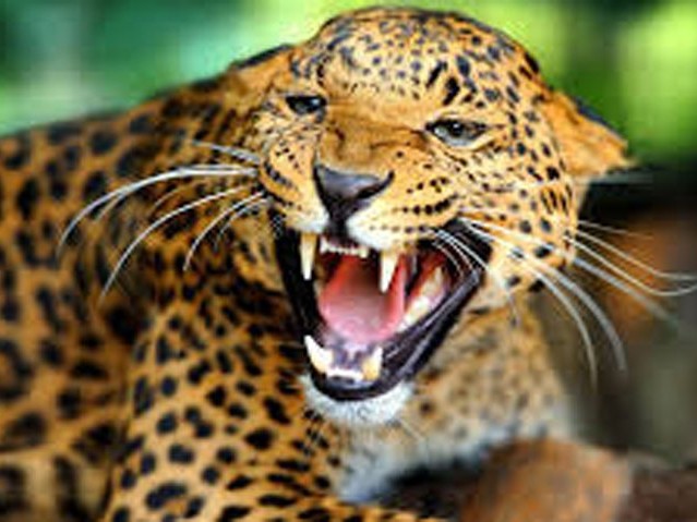 चितुवाले खोरभित्र बाँधिएका २३ बाख्रा मार्यो