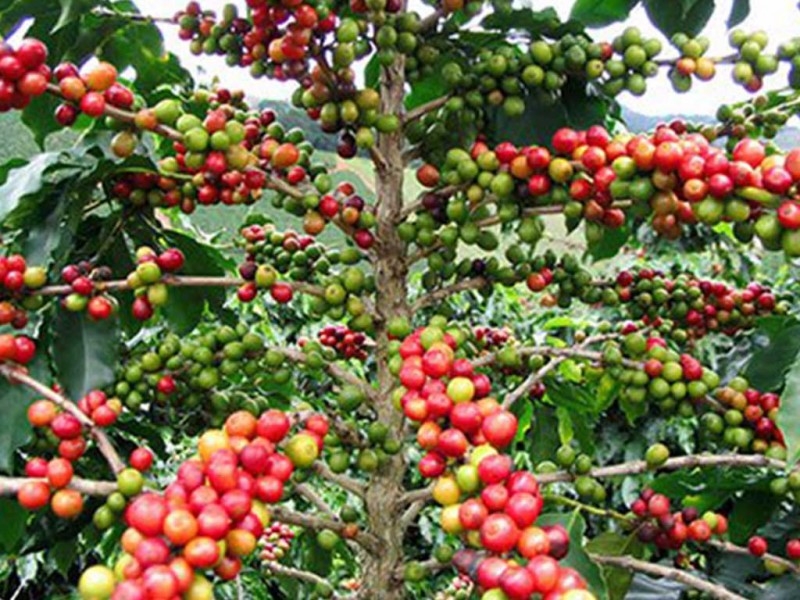 सिन्दुरे रोगले  कफीका बोट सुक्न थाले