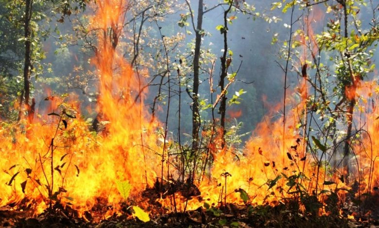 डढेलोबाट जुम्लामा ३३० हेक्टर वन क्षति