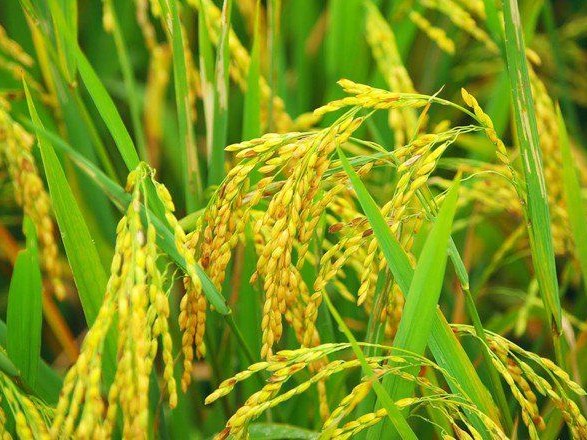 धानको उत्पादन कम हुँदा किसान निरास