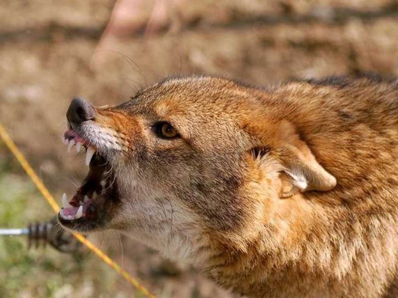 बिजगौरी गाउँमा स्यालको आतङ्क