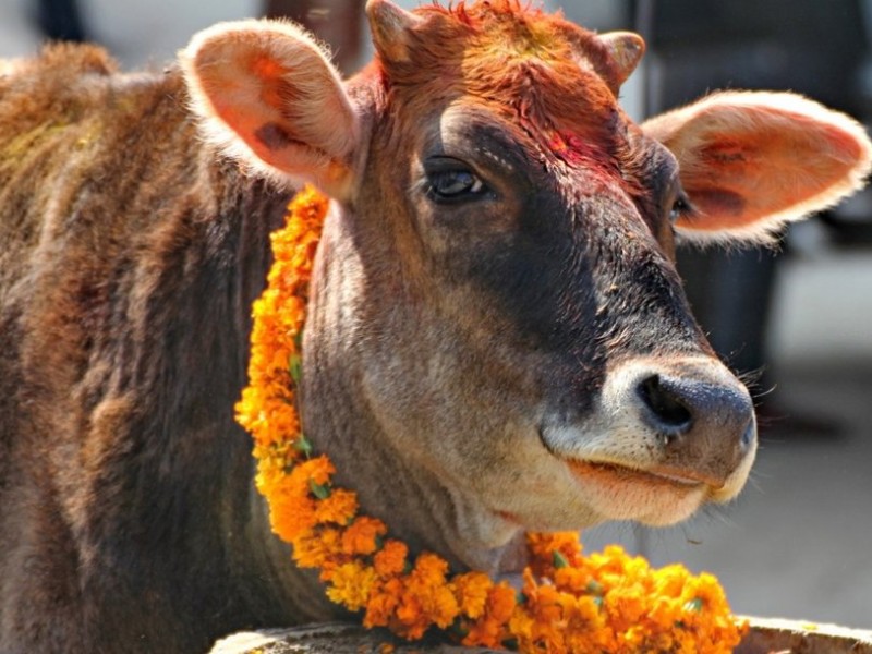 गाई, गोरु, गोवर्धन र हलि पूजा