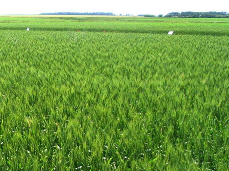 हिमपातले गहुँबाली सप्रिने भन्दै किसान खुसी