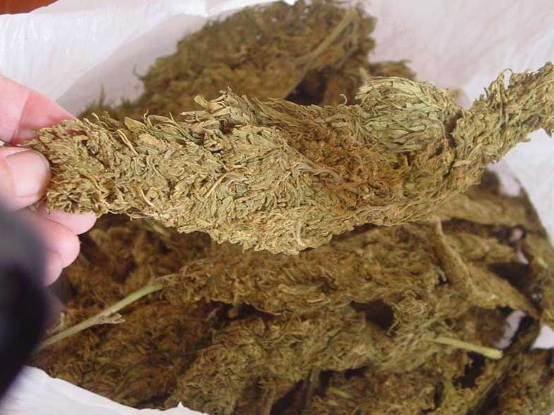 सत्ताइस किलो गाँजासहित एक पक्राउ 