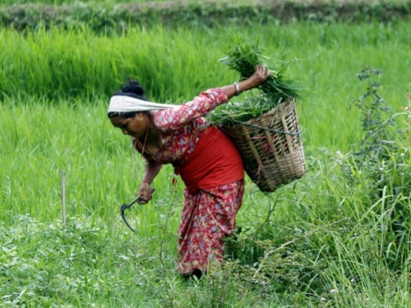 एक भारी घाँसकै लागि आधा दिन