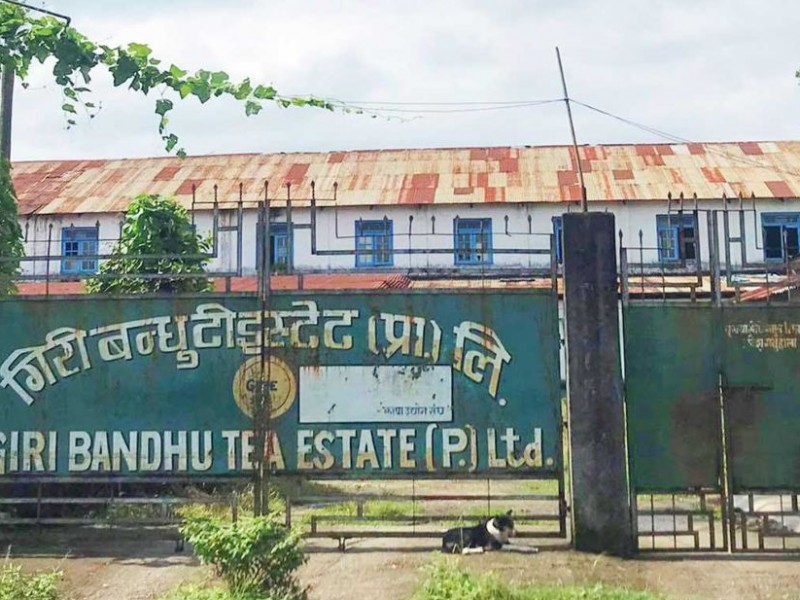 गिरीबन्धु टि स्टेट प्रालिको जग्गा सट्टापट्टा वा स्थानान्तरण नगर्नुस् : समिति