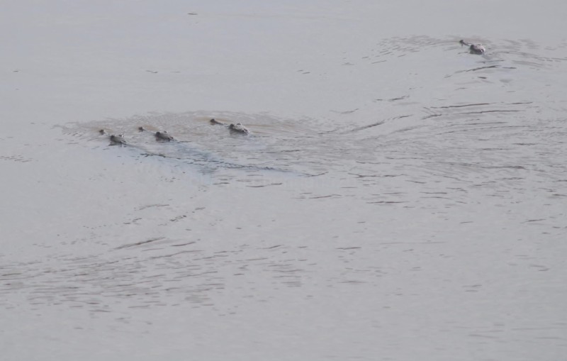 कर्णालीसहित सहायक नदीमा बच्चा हुर्काउँदै जलप्राणी