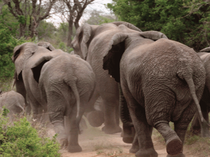 ‘हात्तीको त्रासले रातभर सुत्नै पाइएन्’