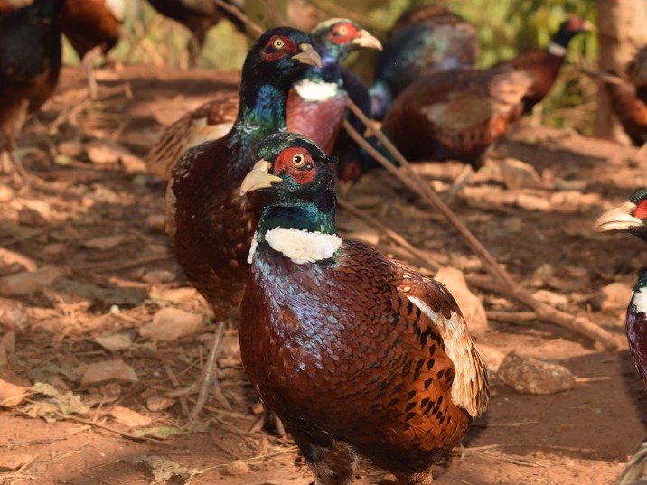 बैंकको जागिर छाडेर व्यावसायिक कालिजपालन