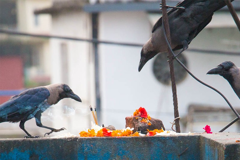 आज काग तिहार मनाइँदै