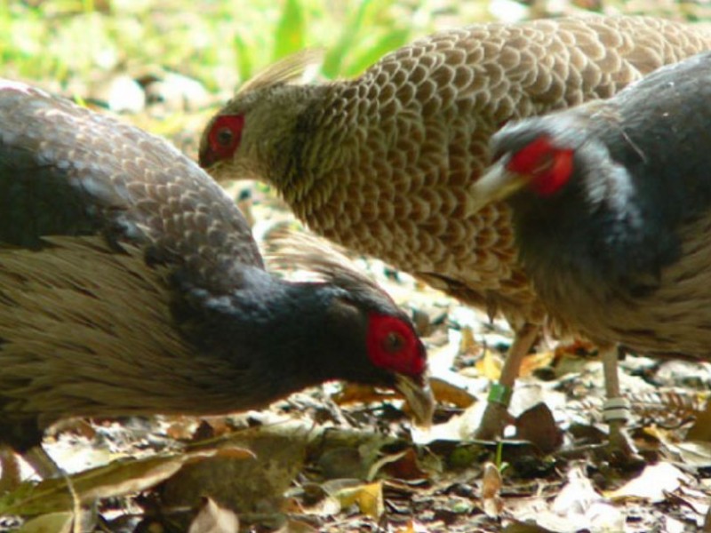 म्याग्दीमा कालिजपालनको लहर