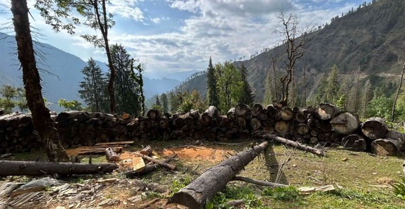 मुगु–हुम्ला सडक खन्ने क्रममा कटानी गरिएको काठ कुहिने अवस्थामा