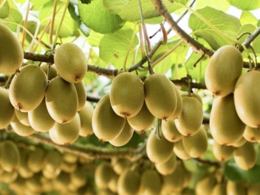 मुसीकोटमा उत्पादित किवी वाइन कम्पनीले खरिद गर्ने