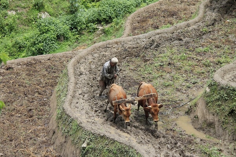 पानी अभावले रोपाइँ हुन सकेन