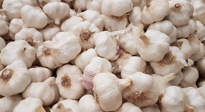 चौरगाउँको १०३ क्विन्टल लसुन काठमाडौं पठाइयो